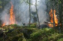 Quelles sont les conséquences des incendies sur le marché du bois ?